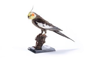 Image description is not available for 2008.1.1